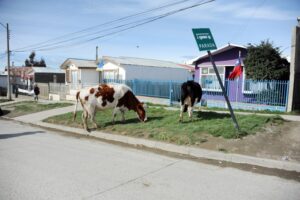 Municipio seguirá con operativos de captura de animales sueltos