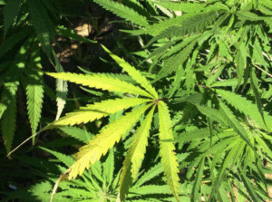 Incautan droga en fiscalización  conjunta en sector de Punta Delgada
