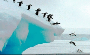 Las causas de la muerte de 4 mil pingüinos en la Antártica