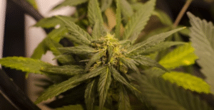 Con arresto domiciliario total quedó imputado por cultivar marihuana