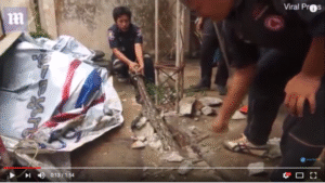 Pitón regurgita enorme caimán en Tailandia: experto explica por qué hacen esto