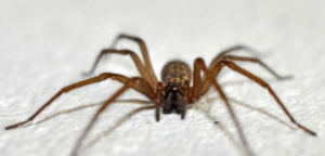Presencia de araña de rincón no ha sido confirmada oficialmente