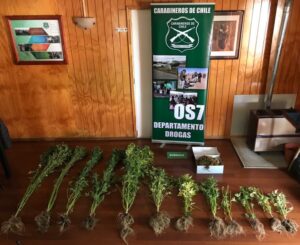 Encontraron plantación ilegal mientras periciaban a fallecido