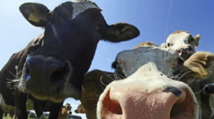 España: detectan caso atípico  de enfermedad de la “vaca loca”