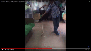 Impacto en redes sociales por indonesio que mata una serpiente con sus propias manos
