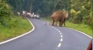 Hombre muere aplastado por elefante en India tras acercarse para fotografiarlo