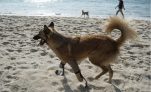 La historia de Cola, el primer perro en usar prótesis como las de deportistas paralímpicos