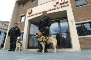 Sin resultados favorables, canes de la PDI terminaron búsqueda de desaparecidos