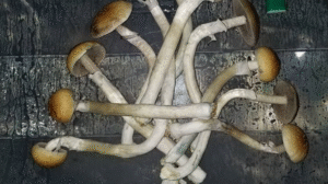 Estudio muestra que hongos mágicos podrían 