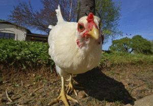 Imputado que robó dos gallinas fue condenado