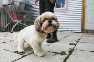 El auge de los hoteles para mascotas