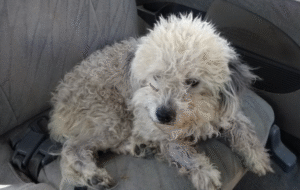 Vecinos y voluntarios de Bomberos rescataron a un perrito  que pudo morir, al enrollarse su cuerpo con alambres de púas