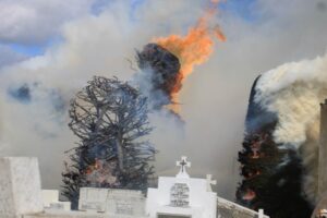 Indignación por quema de seis árboles  patrimoniales del Cementerio Municipal