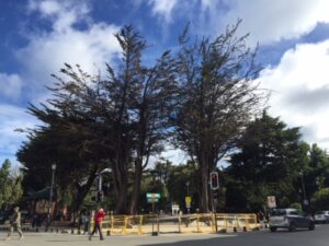 Municipio licitará diagnóstico de estado de antiguos cipreses