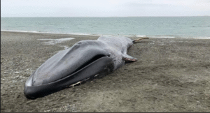 Expertos explican posibles causas de muerte de ballena azul varada en Punta Delgada