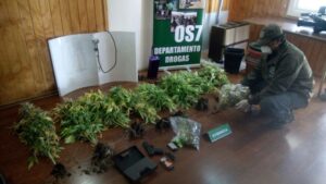 OS-7 detuvo a sujeto que mantenía cultivo y vendía marihuana