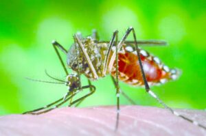Entre 20% y 50% de letalidad tiene la picadura del mosquito portador de la fiebre amarilla
