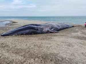 Ballena varó muerta en  sector de Punta Delgada