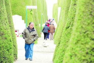 Hasta 6 millones de pesos para fumigar cipreses del cementerio