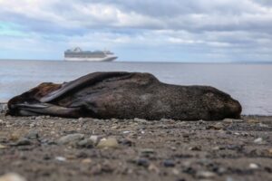 Lobo Marino sorprendió a turistas ayer en la costanera del Estrecho