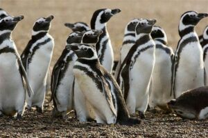 Iniciativa busca incluir al pingüino en el escudo nacional