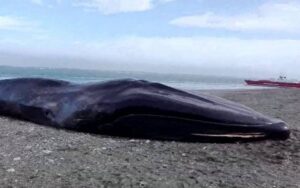 Investigadores magallánicos difieren sobre posible causa de muerte de ballena azul