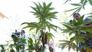 Tribunal decide futuro de mujer de 69 años detenida por poseer marihuana