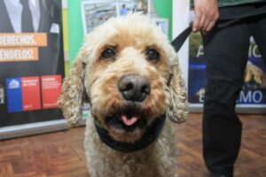 Presentaron en Magallanes el  Registro Nacional de Mascotas