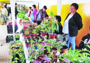 Hoy se realiza quinta versión de Feria Saludable