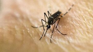 Minsal confirmó hallazgo en Arica del mosquito que transmite el Dengue, Zika y la Fiebre Amarilla