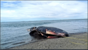 Museo de Río Seco solicita apoyo de autoridades para traslado de ballena
