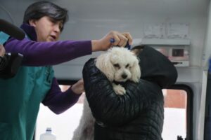 Programa “Yo Aperro” continuó con la implantación de microchips