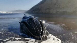 Investigadores piden estar alerta ante varamiento de ballenas