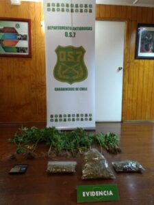 Sujeto que se escapó esposado del hospital mantenía catorce plantas de marihuana