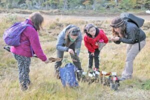 Rescatan plantas nativas para reforestar zonas degradadas de Magallanes