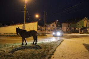 Continúa molestia ciudadana por  caballos sueltos en la vía pública
