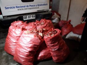 Incautan 230 kilos de centolla a dos semanas de terminar la veda