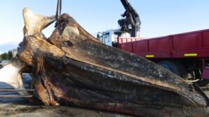 Ballena varada en Punta Delgada fue trasladada al Museo de Historia Natural de Río Seco