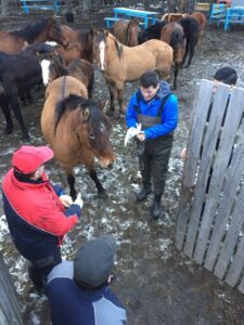 Treinta días para reclamar propiedad tienen  dueños de 18 caballos custodiados por Municipio