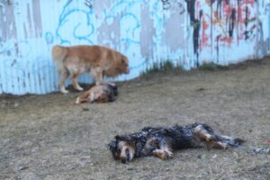 Jauría de “15 perros caníbales”  atacan mortalmente a cuatro canes