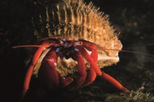 Exhibición proyecto “Ojo de Pez” acapara atención con majestuosas fotografías acuáticas