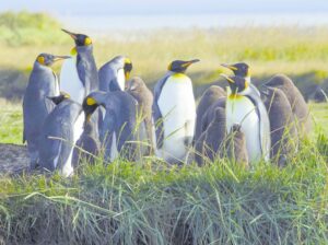 Llega la exposición fotográfica  “Ojo de Pez” a Magallanes
