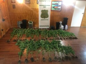 Piden 5 años de cárcel a sujeto que mantenía 39 plantas y más de 2 kilos de marihuana