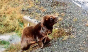 Lobo marino murió por plástico encontrado alrededor de su cuello