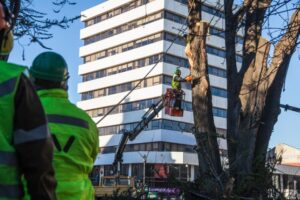 Cortan longevo árbol que cayó sobre turistas y generaba peligro constante en la Plaza de Armas