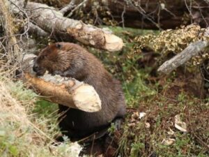 “Se espera controlar la invasión del castor en el territorio y disminuir su impacto al ecosistema”