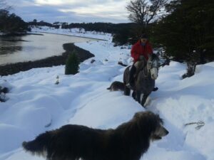 Indap acude con forraje para 1.500 bovinos en Puerto Williams