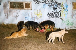 Municipio y seremi de Salud se emplazan entre sí por retiro de perros “canibales”