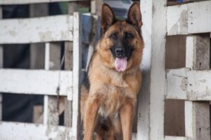 Municipio descartó tomar medidas en caso de perros envenenados