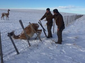 Carabineros rescató a guanaco atrapado entre los alambres